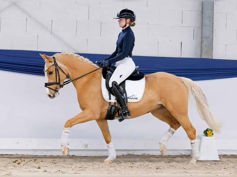 Pony tedesco Giumenta 5 Anni 142 cm Palomino in Marsberg