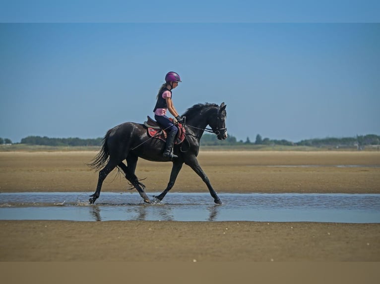 Pony tedesco Giumenta 5 Anni 143 cm Morello in SchubySchuby