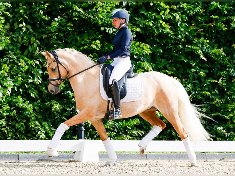 Pony tedesco Giumenta 5 Anni 143 cm Palomino in Marsberg