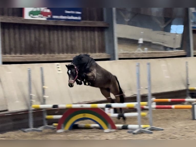 Pony tedesco Giumenta 5 Anni 143 cm Pelle di daino in Wiesloch