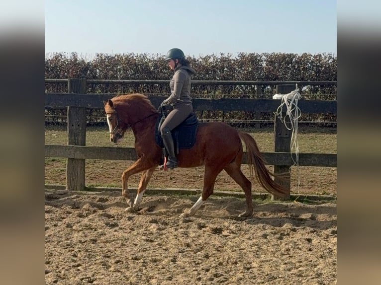 Pony tedesco Giumenta 5 Anni 143 cm Sauro in Daldeiden
