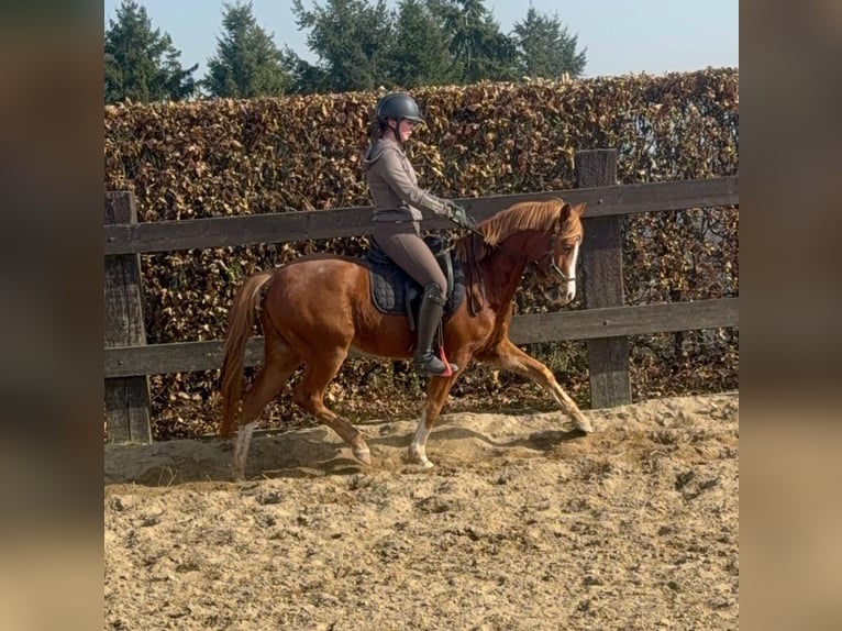 Pony tedesco Giumenta 5 Anni 143 cm Sauro in Daldeiden