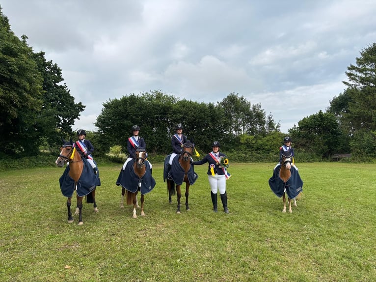 Pony tedesco Giumenta 5 Anni 143 cm Sauro in Eckernf&#xF6;rde