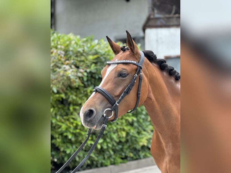 Pony tedesco Giumenta 5 Anni 144 cm Baio in Inning am Ammersee
