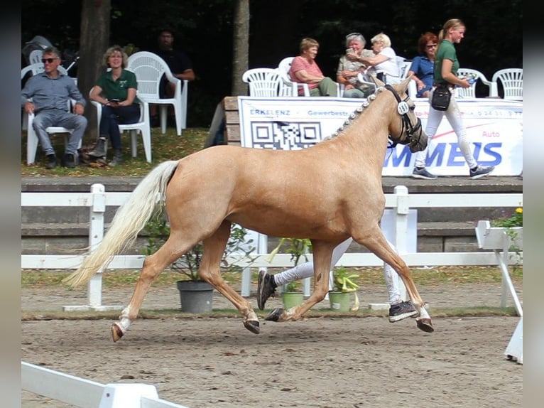 Pony tedesco Giumenta 5 Anni 144 cm Palomino in T&#xF6;nisvorst