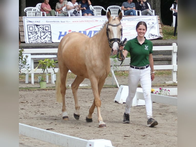 Pony tedesco Giumenta 5 Anni 144 cm Palomino in T&#xF6;nisvorst