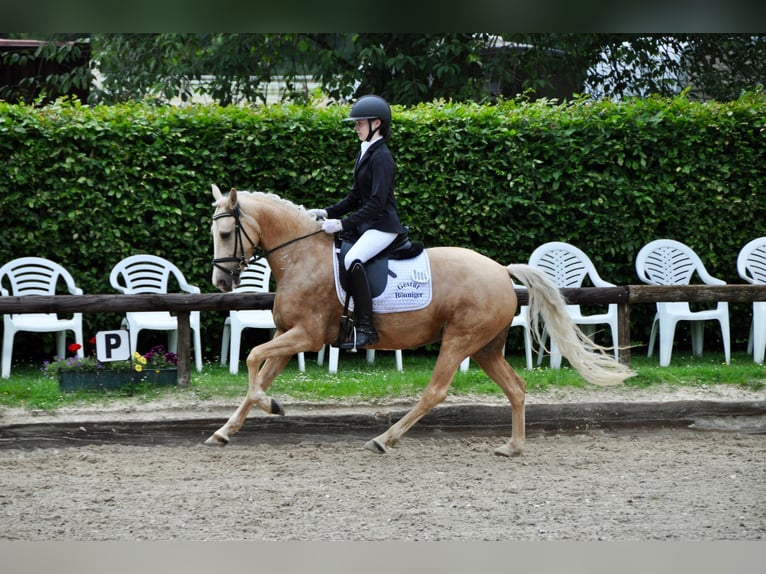 Pony tedesco Giumenta 5 Anni 144 cm Palomino in T&#xF6;nisvorst