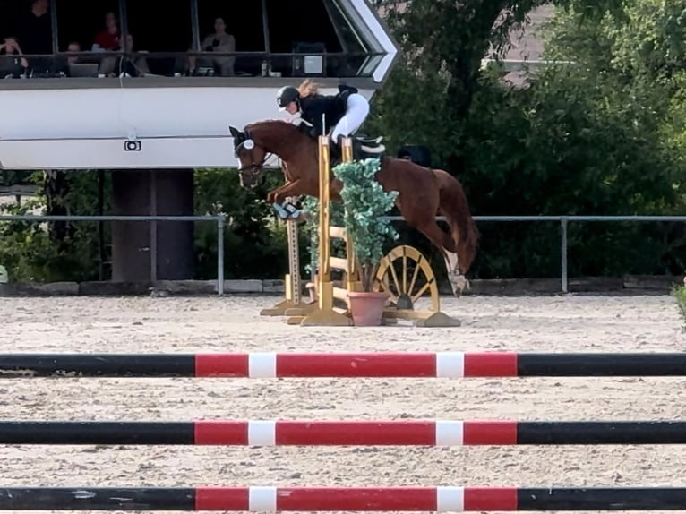 Pony tedesco Giumenta 5 Anni 144 cm Sauro in Eckersdorf