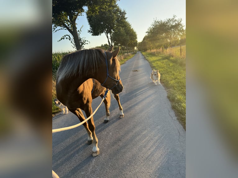 Pony tedesco Giumenta 5 Anni 144 cm Sauro scuro in Dortmund
