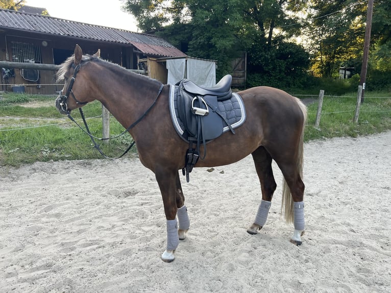 Pony tedesco Giumenta 5 Anni 144 cm Sauro scuro in Dortmund
