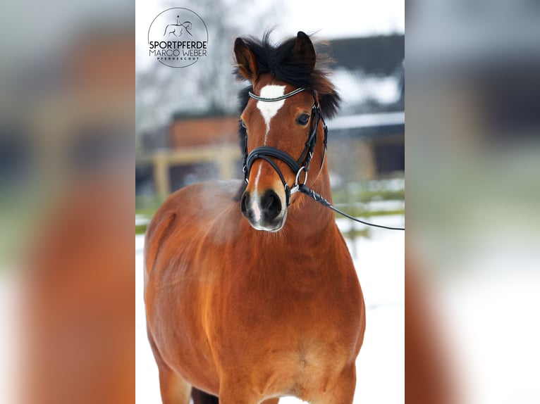 Pony tedesco Giumenta 5 Anni 145 cm Baio in Badbergen