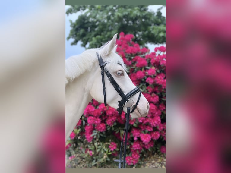 Pony tedesco Giumenta 5 Anni 145 cm Cremello in Gummersbach