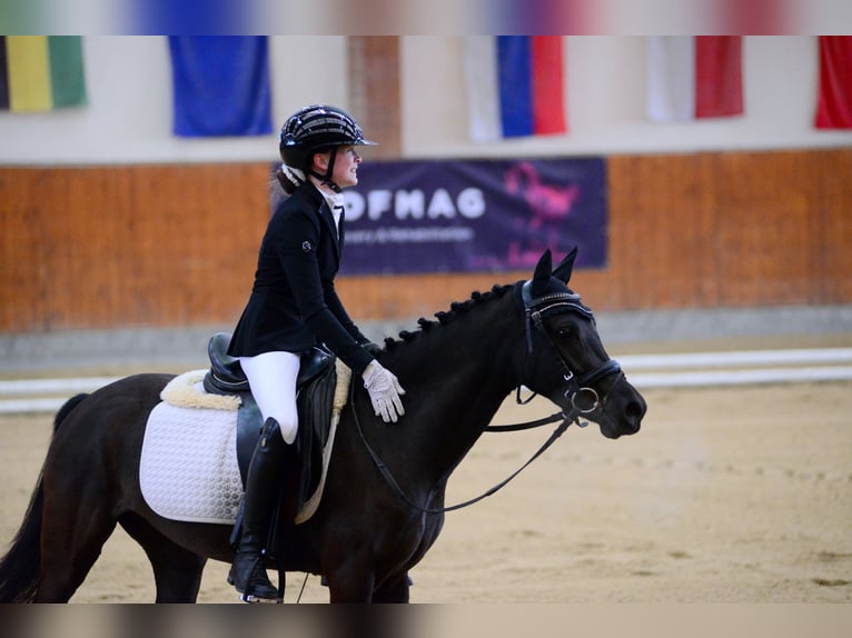 Pony tedesco Giumenta 5 Anni 145 cm Morello in Wien, Leopoldstadt