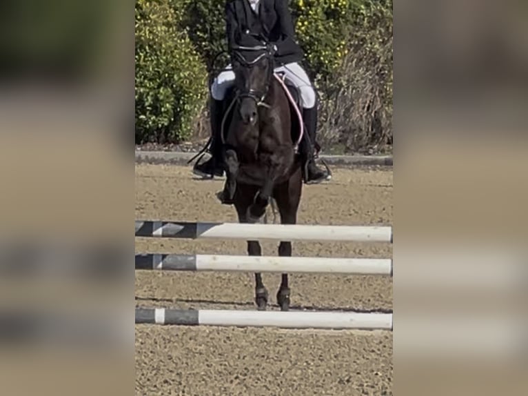 Pony tedesco Giumenta 5 Anni 145 cm Morello in Wien, Leopoldstadt