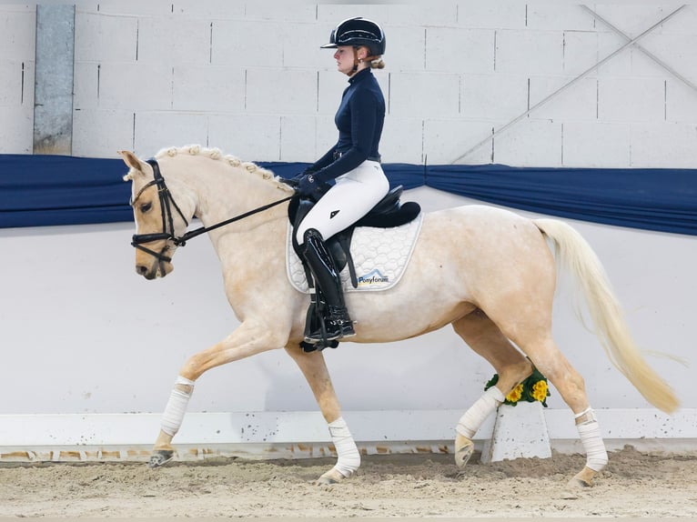 Pony tedesco Giumenta 5 Anni 145 cm Palomino in Marsberg