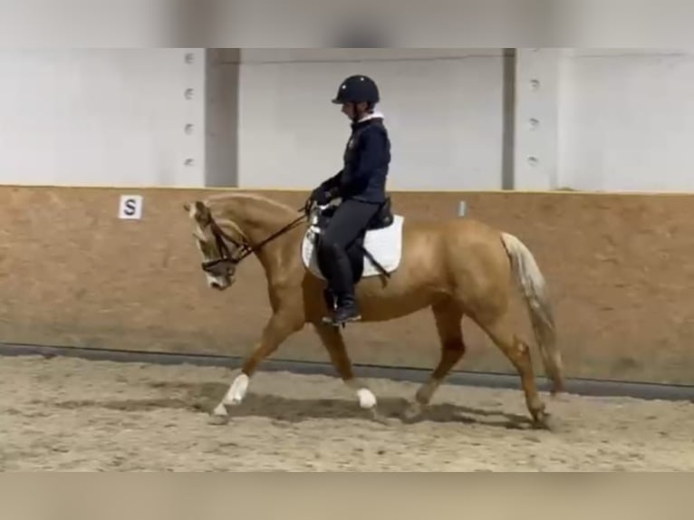Pony tedesco Giumenta 5 Anni 145 cm Palomino in Treuenbrietzen