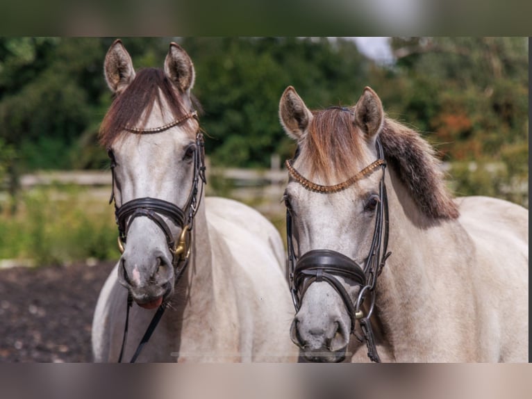 Pony tedesco Giumenta 5 Anni 145 cm Pelle di daino in Teltow