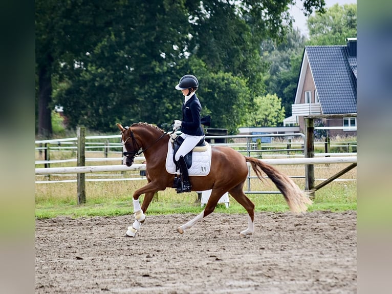 Pony tedesco Giumenta 5 Anni 145 cm Sauro in Schwäbisch Gmünd