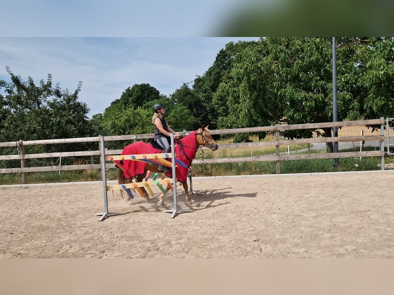Pony tedesco Mix Giumenta 5 Anni 145 cm Sauro in Crailsheim