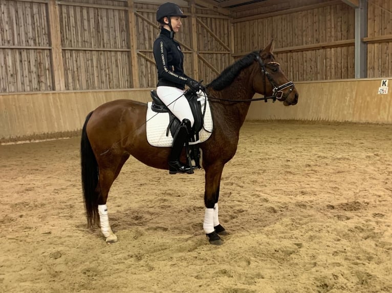 Pony tedesco Giumenta 5 Anni 146 cm Baio in Marchtrenk