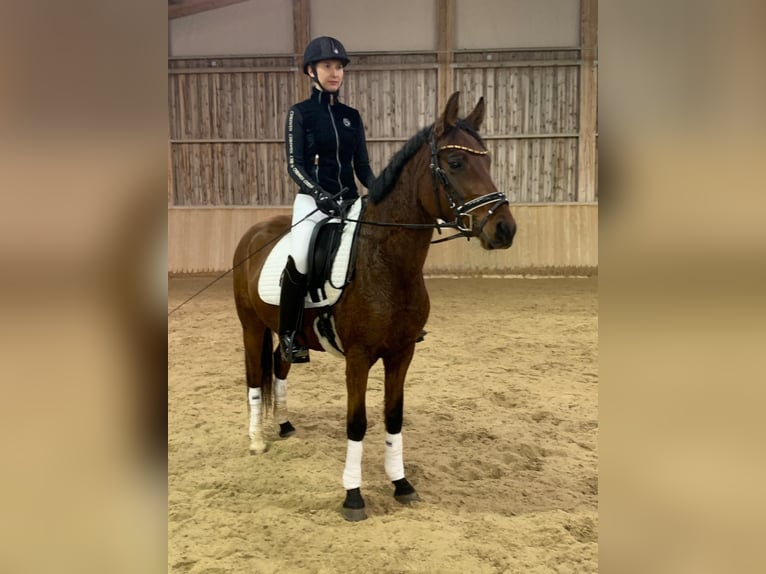 Pony tedesco Giumenta 5 Anni 146 cm Baio in Marchtrenk