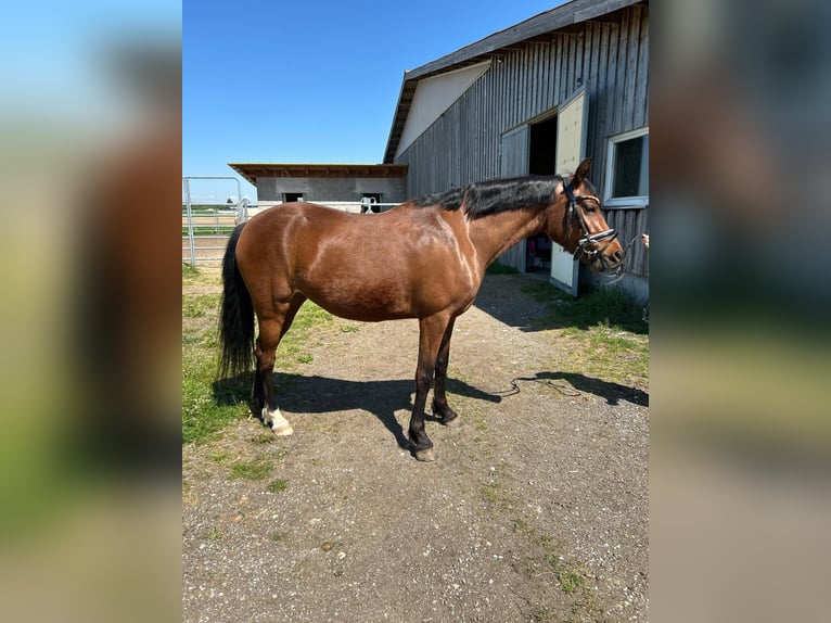Pony tedesco Giumenta 5 Anni 146 cm Baio in Marchtrenk