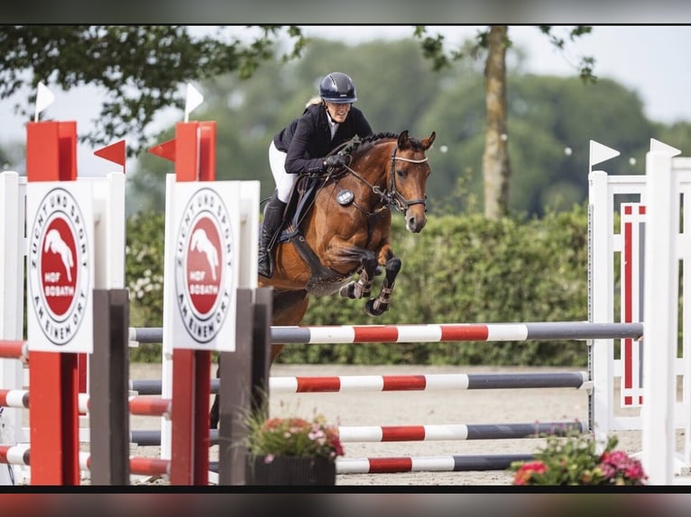 Pony tedesco Giumenta 5 Anni 146 cm Baio in Seevetal