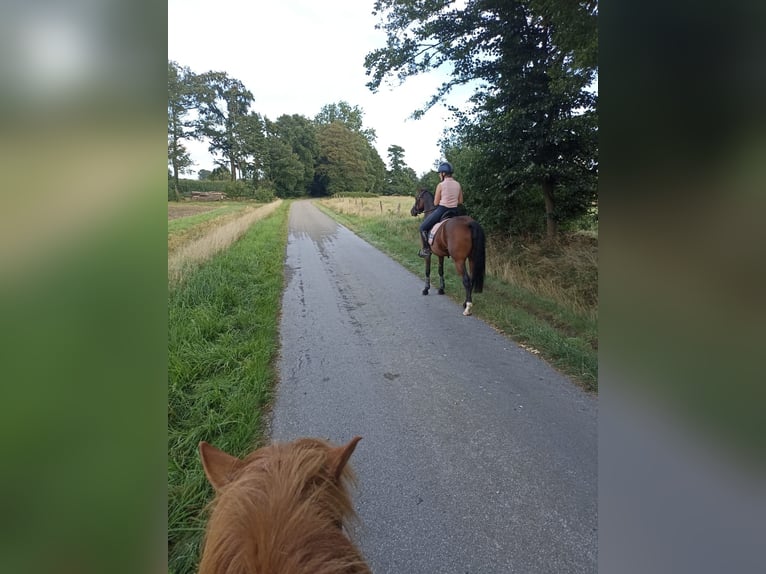 Pony tedesco Giumenta 5 Anni 146 cm Baio in Westerkappeln