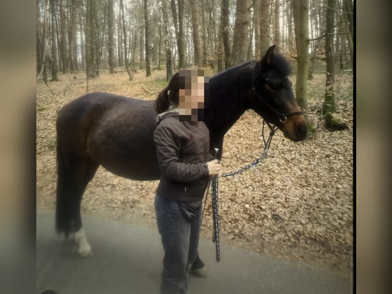 Pony tedesco Giumenta 5 Anni 146 cm Baio nero in Embsen