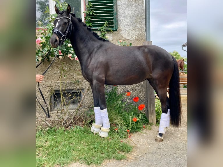 Pony tedesco Giumenta 5 Anni 146 cm Baio scuro in Sankt Margarethen an der Raab