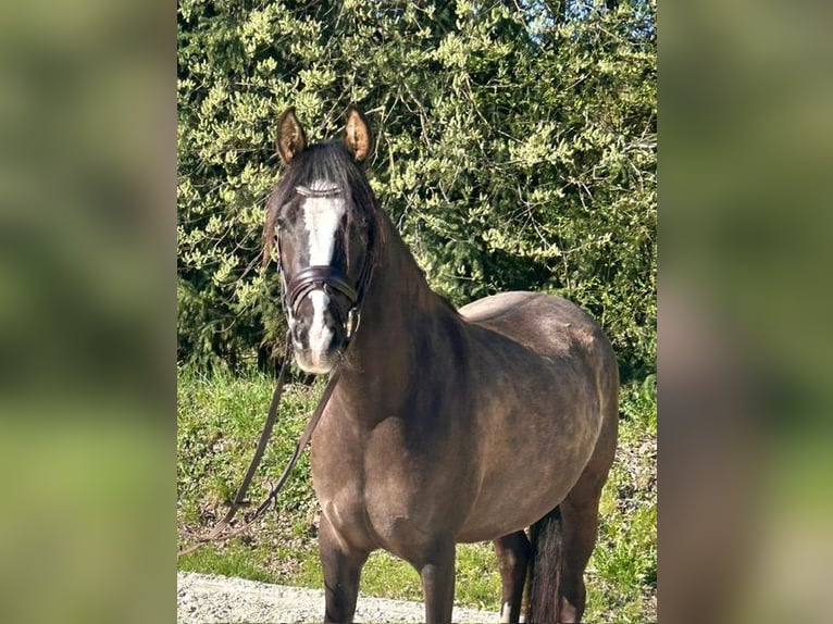 Pony tedesco Giumenta 5 Anni 146 cm  in Drackenstein
