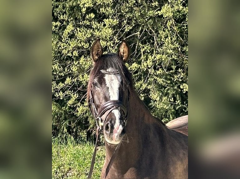 Pony tedesco Giumenta 5 Anni 146 cm  in Drackenstein