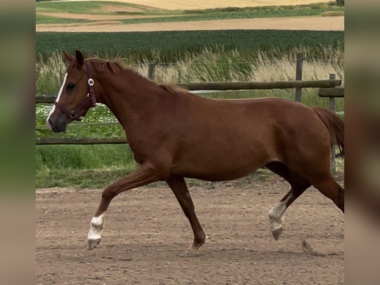 Pony tedesco Giumenta 5 Anni 146 cm  in KaltMünstermaifeld