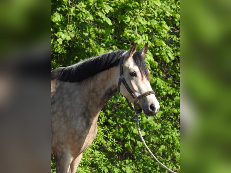 Pony tedesco Giumenta 5 Anni 146 cm Falbo in Verl