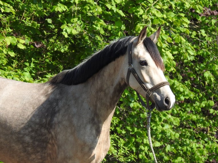 Pony tedesco Giumenta 5 Anni 146 cm Falbo in Verl