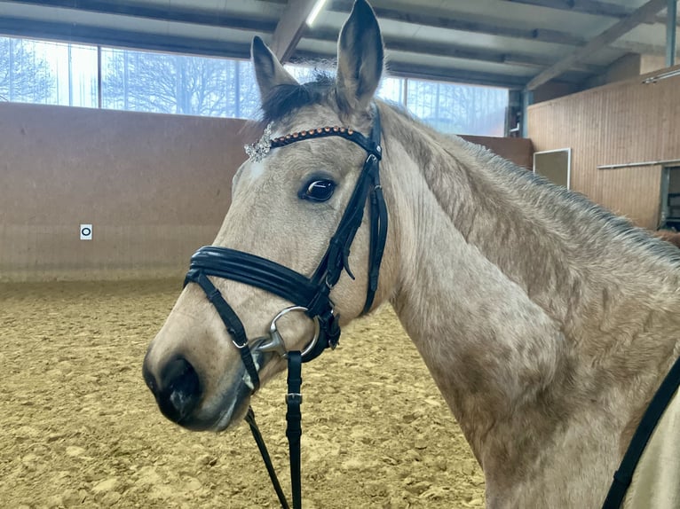 Pony tedesco Giumenta 5 Anni 146 cm Falbo in Rosendahl