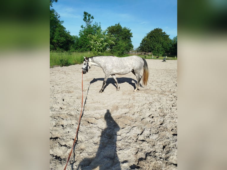 Pony tedesco Giumenta 5 Anni 146 cm Grigio in Förderstedt