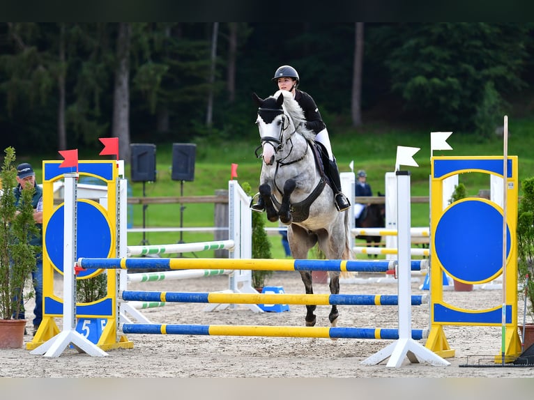 Pony tedesco Giumenta 5 Anni 146 cm Grigio pezzato in Wiler b. Seedorf