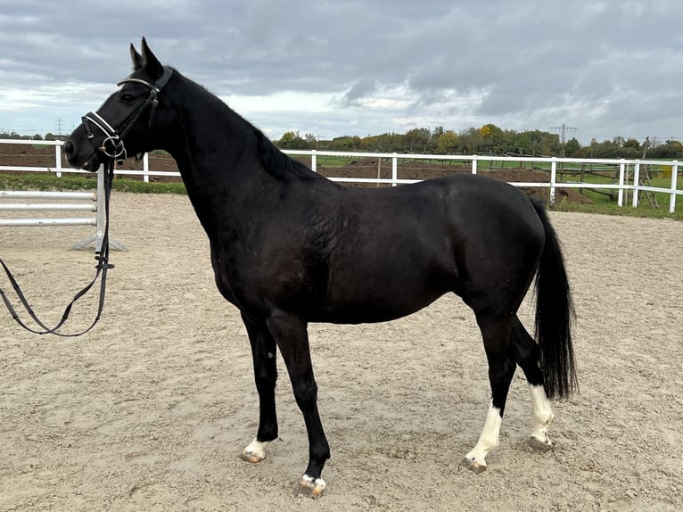 Pony tedesco Giumenta 5 Anni 146 cm Morello in Eppelheim