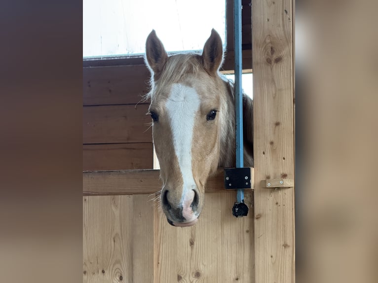 Pony tedesco Giumenta 5 Anni 146 cm Palomino in Wilburgstetten