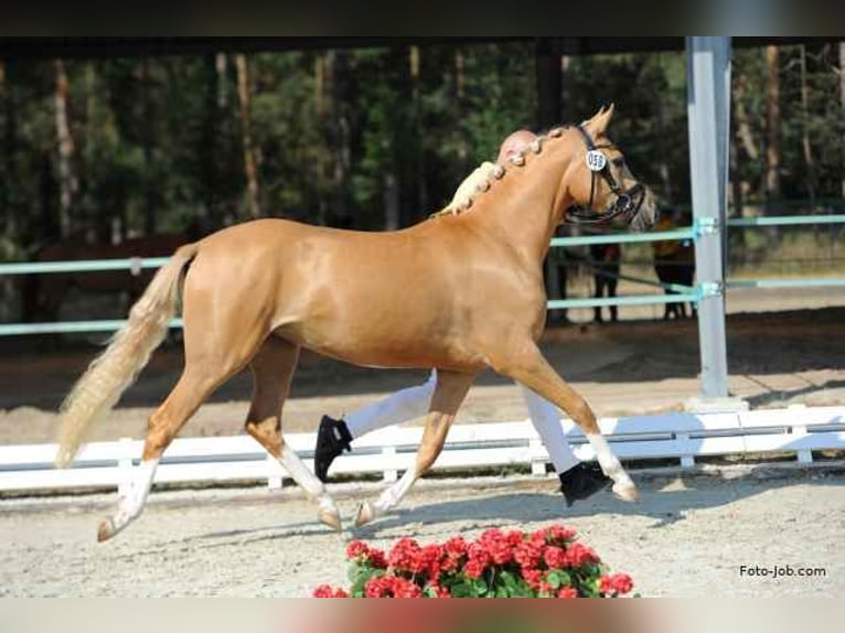 Pony tedesco Giumenta 5 Anni 146 cm Palomino in Wilburgstetten