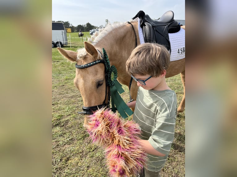 Pony tedesco Giumenta 5 Anni 146 cm Palomino in Kietz