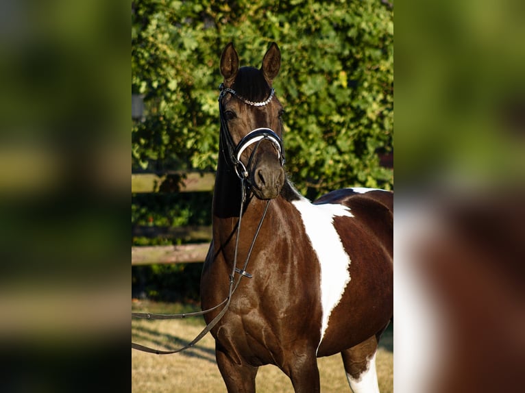 Pony tedesco Giumenta 5 Anni 146 cm Pezzato in Neuenkirchen