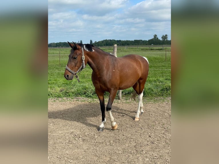 Pony tedesco Giumenta 5 Anni 146 cm Pezzato in Stendal