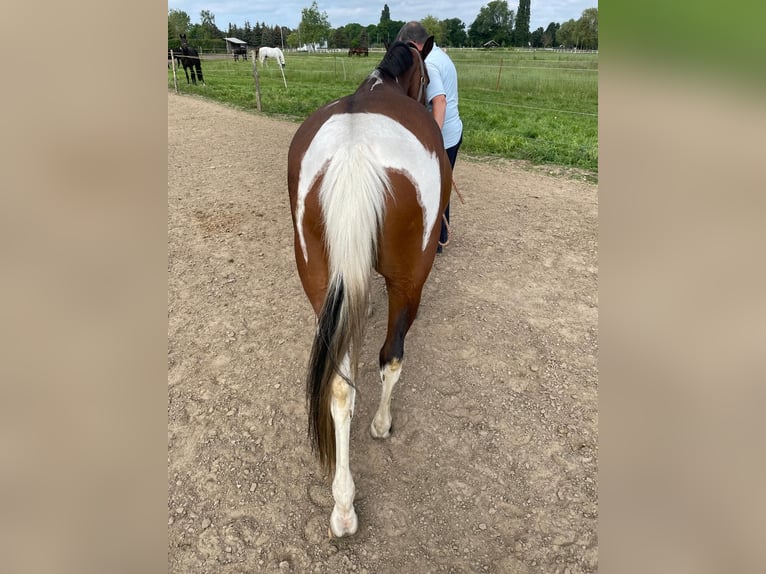 Pony tedesco Giumenta 5 Anni 146 cm Pezzato in Stendal