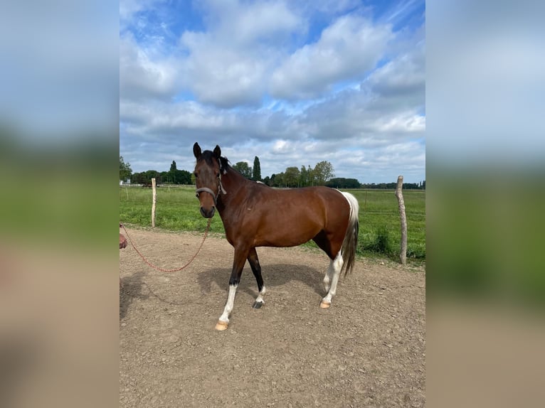 Pony tedesco Giumenta 5 Anni 146 cm Pezzato in Stendal