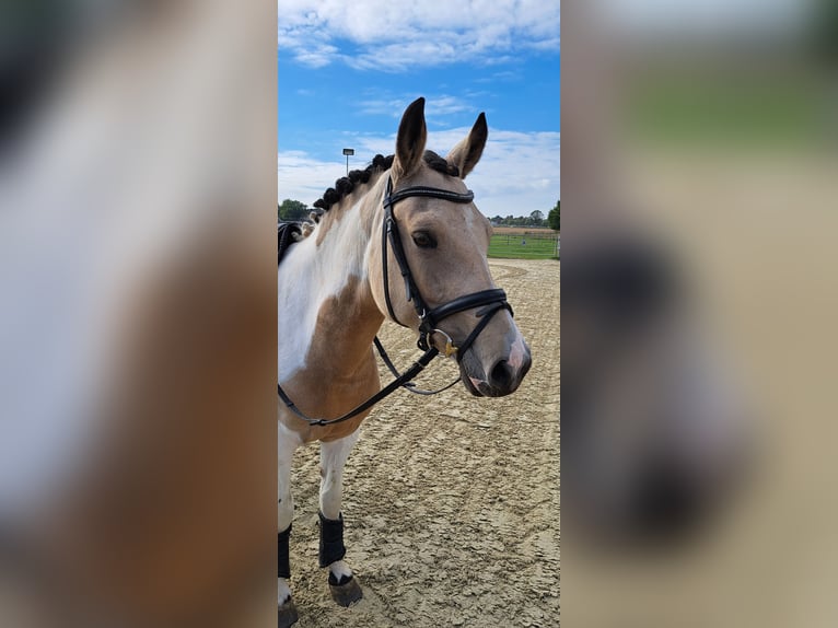 Pony tedesco Giumenta 5 Anni 146 cm Tobiano-tutti i colori in Coesfeld