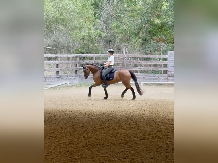 Pony tedesco Giumenta 5 Anni 147 cm Baio ciliegia in Rome