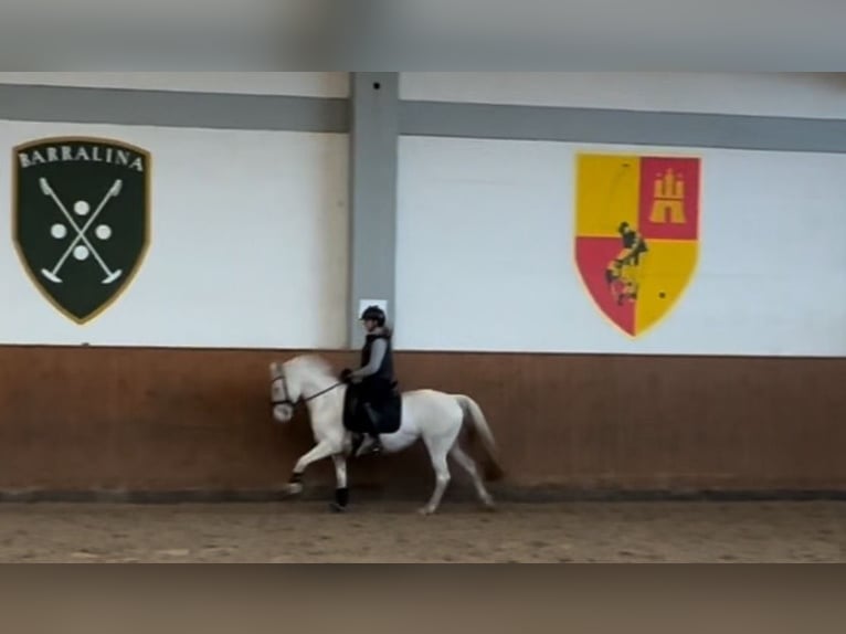 Pony tedesco Giumenta 5 Anni 147 cm Cremello in Hamburg Pony tedesco Giumenta 5 Anni 147 cm Cremello in Hamburg