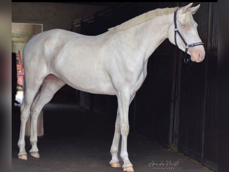 Pony tedesco Giumenta 5 Anni 147 cm Cremello in Hamburg Pony tedesco Giumenta 5 Anni 147 cm Cremello in Hamburg